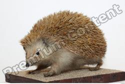 Hedgehog - Erinaceus europaeus